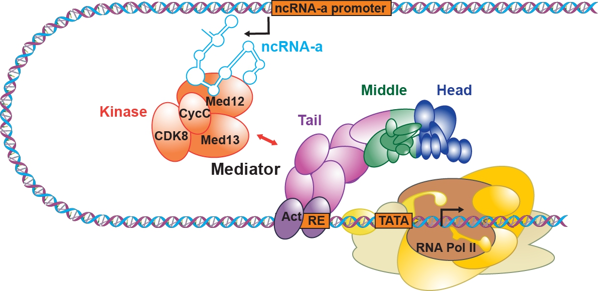 Mediator and the general transcription machinery