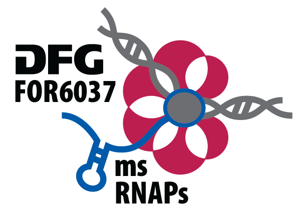 Logo der DFG-Forschungsgruppe FOR6037 "ms RNAPS"