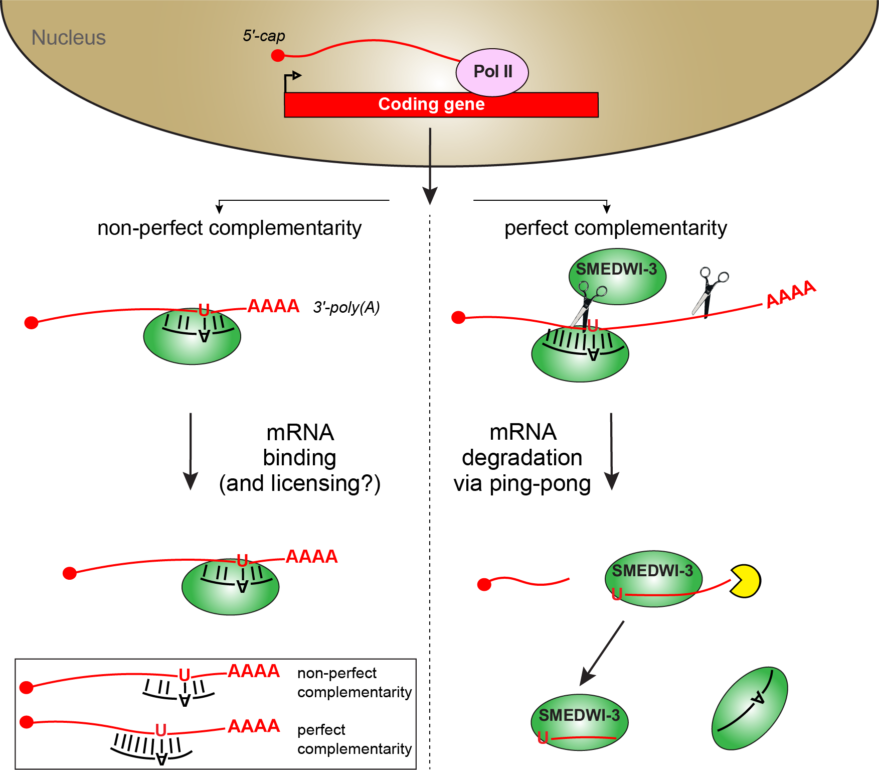 SMEDWI3 model