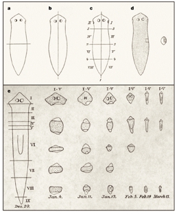 Classical description of planarian regeneration