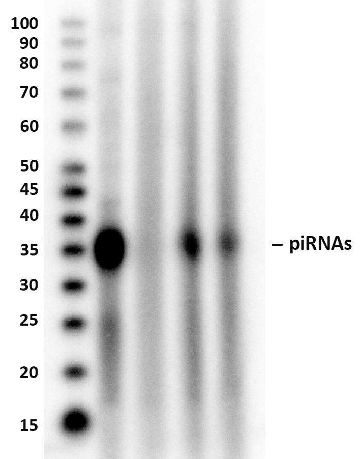 Isolation of piRNA