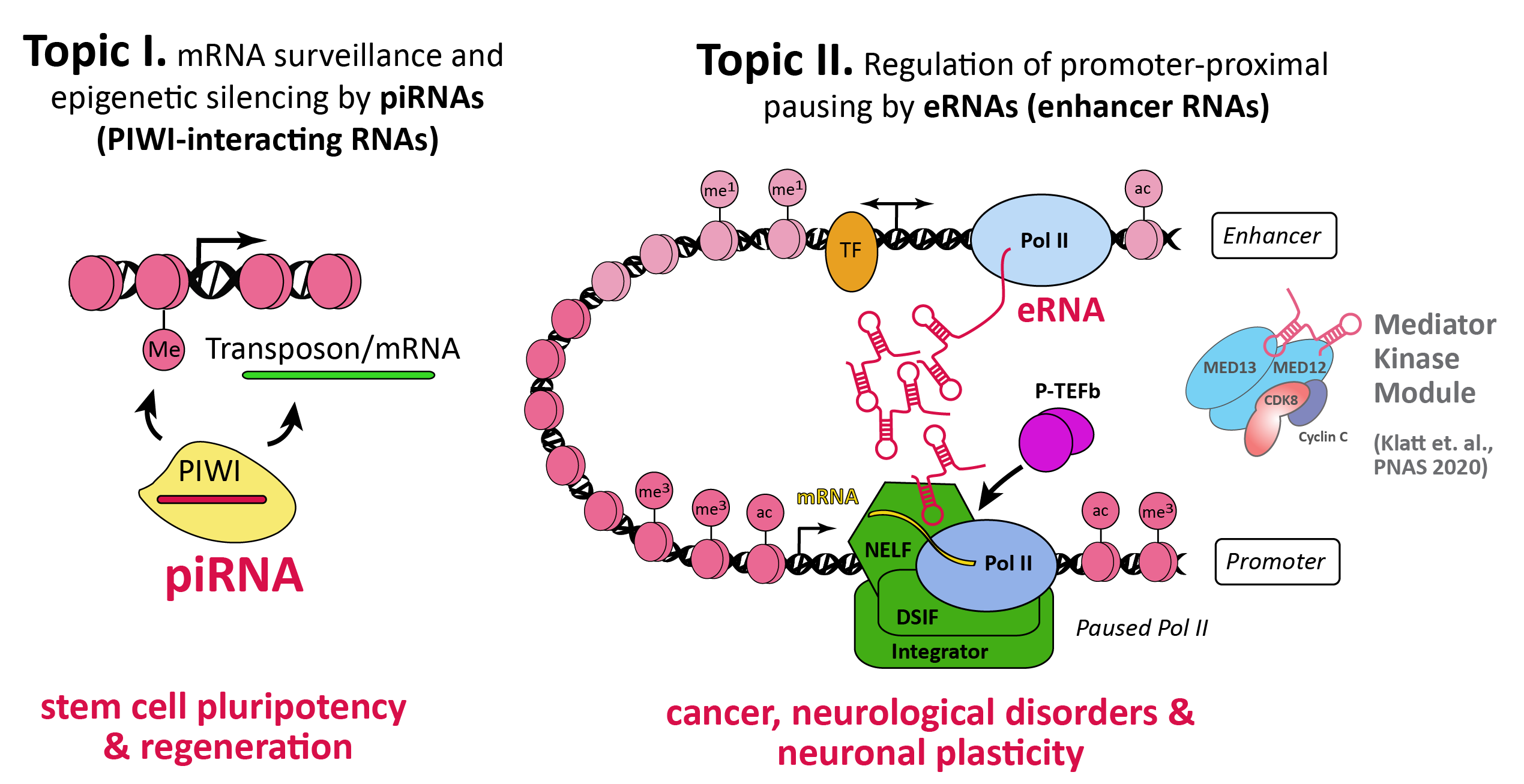 Research in Kuhn lab